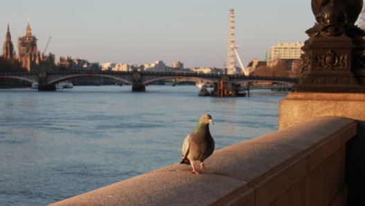 My travels Part 2 London through my eyes
