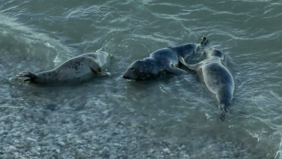 The Great Orme, Grey Seals and Goats