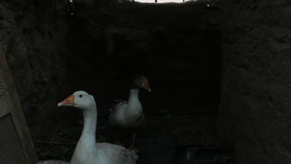 The Goose's Excuse