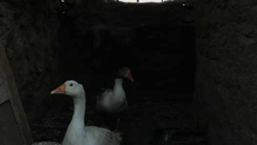 The Goose's Excuse