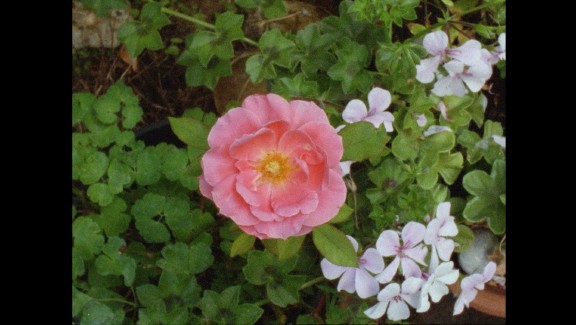 pillow bowl rose tree