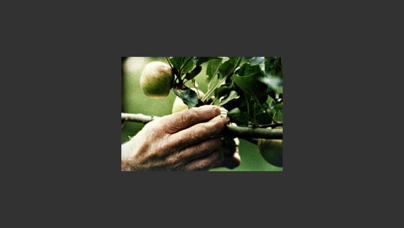Apple Opera