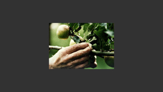 Apple Opera