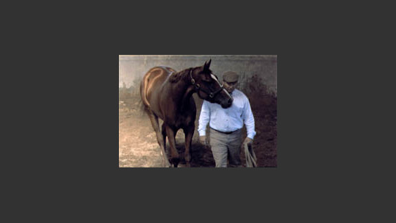 Horse Tales