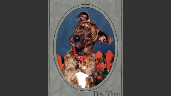 Dog Years