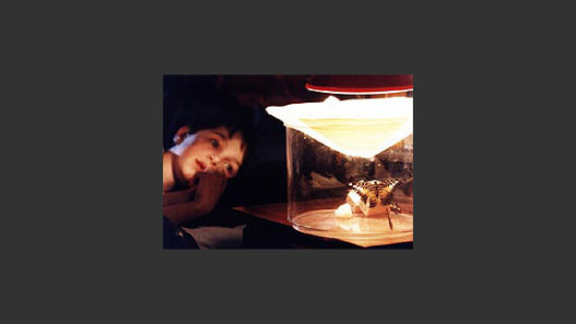 Moth