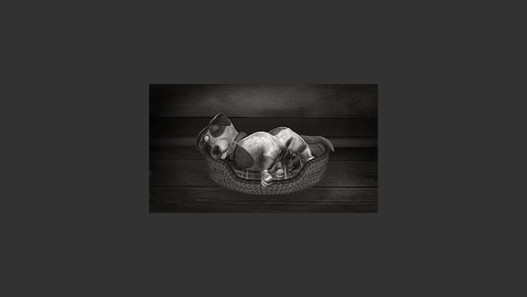 Ebenezer Morgan's Photography Emporium