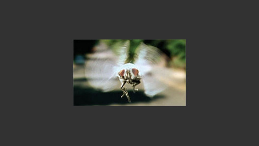 The Last Thing To Go Through A Fly's Mind