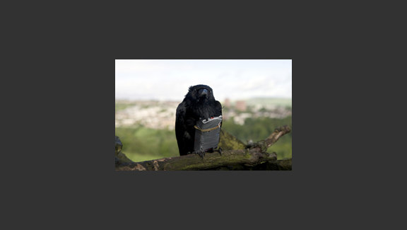 Four Lions