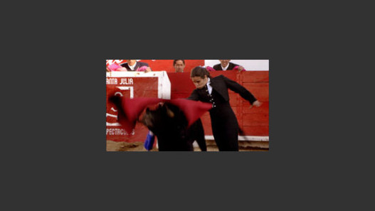 Little Matador