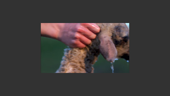 Lamb