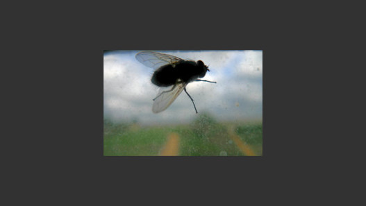 Fly in the Sky